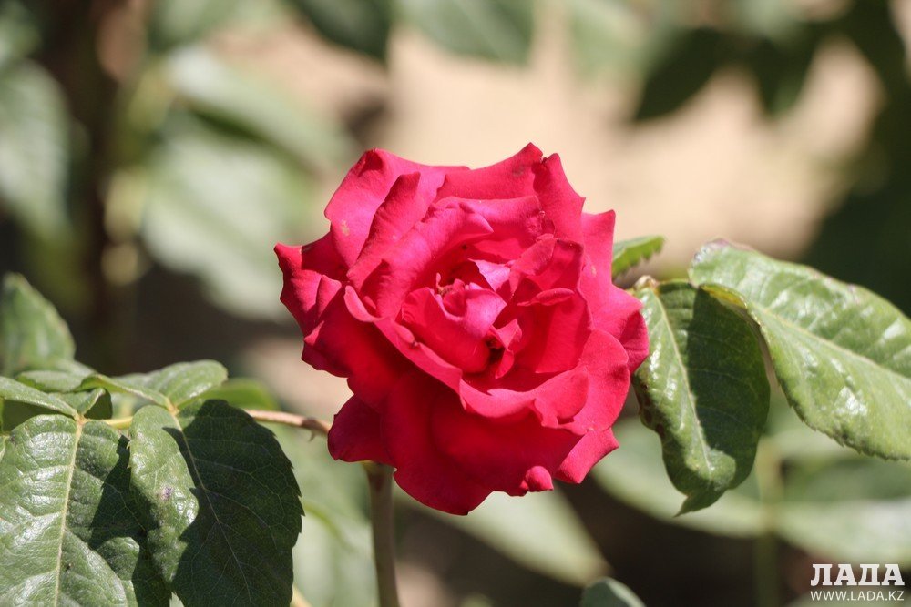 Фоторепортаж: Состояние зеленых насаждений на аллее Победы в Актау