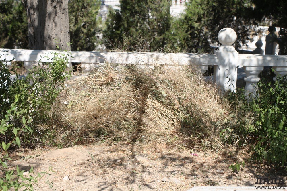 Фоторепортаж: Состояние зеленых насаждений на аллее Победы в Актау