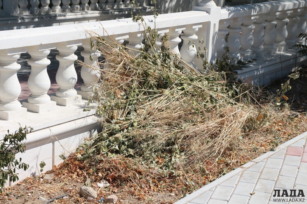 Фоторепортаж: Состояние зеленых насаждений на аллее Победы в Актау