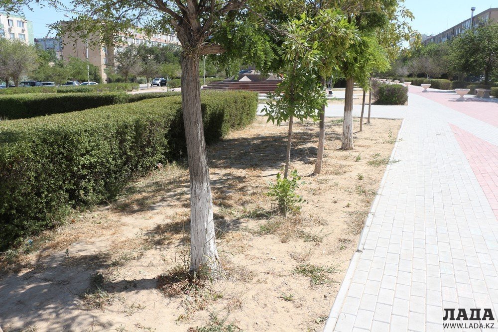 Фоторепортаж: Состояние зеленых насаждений на аллее Победы в Актау