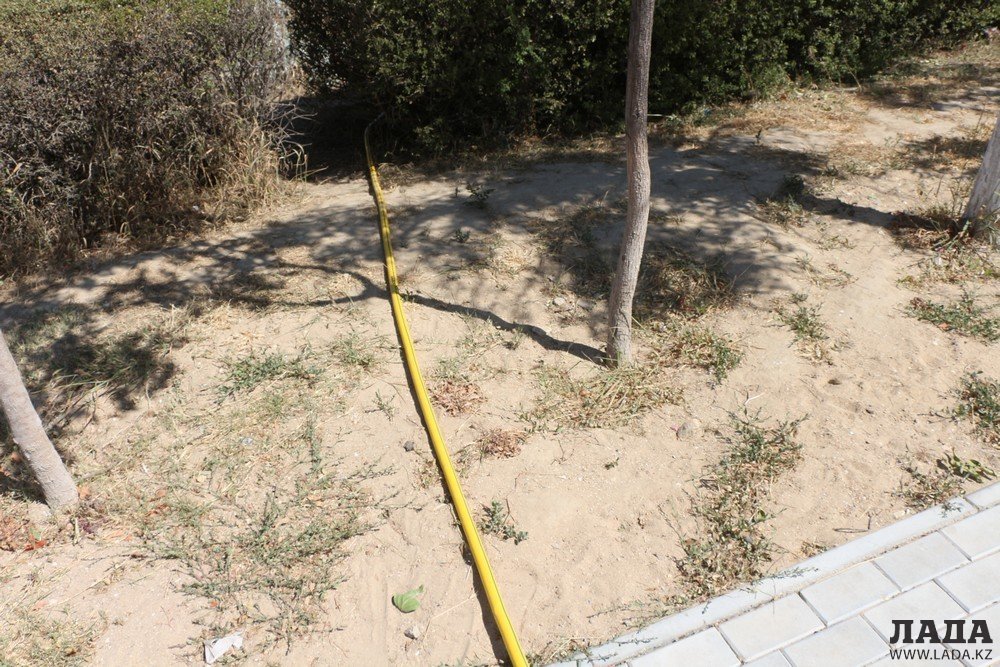 Фоторепортаж: Состояние зеленых насаждений на аллее Победы в Актау