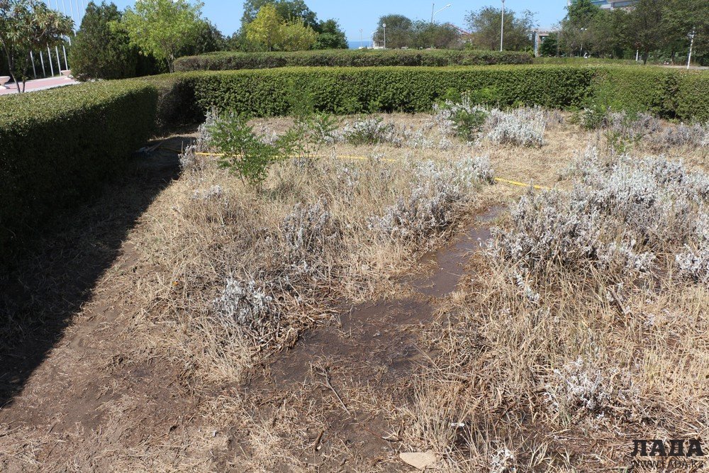 Фоторепортаж: Состояние зеленых насаждений на аллее Победы в Актау