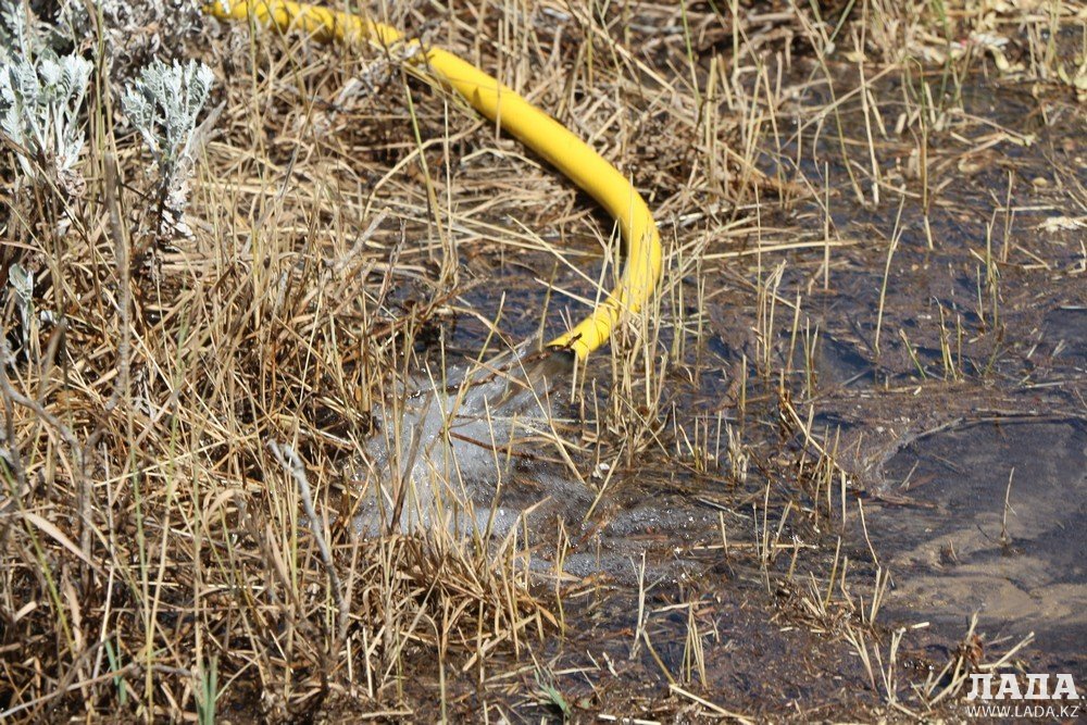 Фоторепортаж: Состояние зеленых насаждений на аллее Победы в Актау