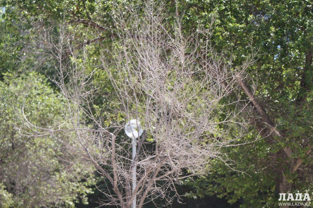 Фоторепортаж: Состояние зеленых насаждений на аллее Победы в Актау