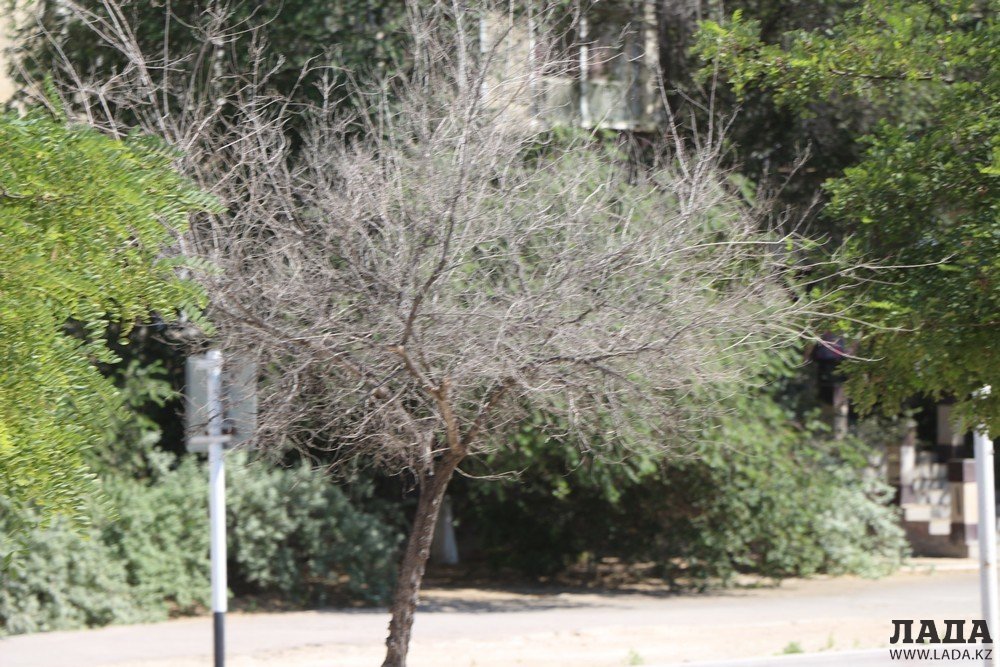Фоторепортаж: Состояние зеленых насаждений на аллее Победы в Актау