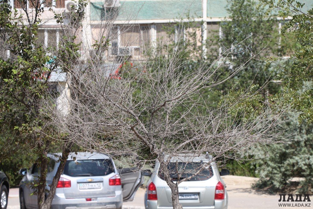Фоторепортаж: Состояние зеленых насаждений на аллее Победы в Актау