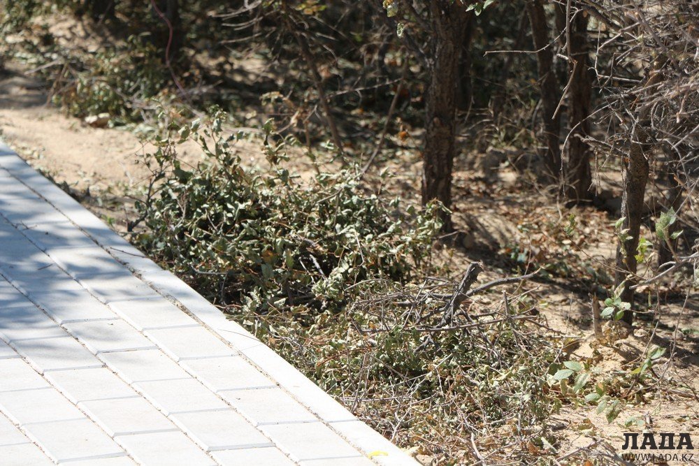 Фоторепортаж: Состояние зеленых насаждений на аллее Победы в Актау