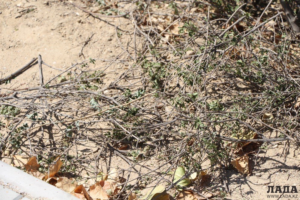 Фоторепортаж: Состояние зеленых насаждений на аллее Победы в Актау