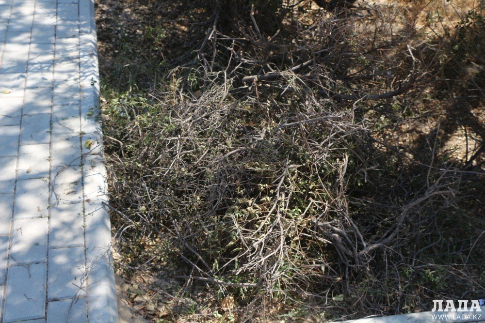 Фоторепортаж: Состояние зеленых насаждений на аллее Победы в Актау