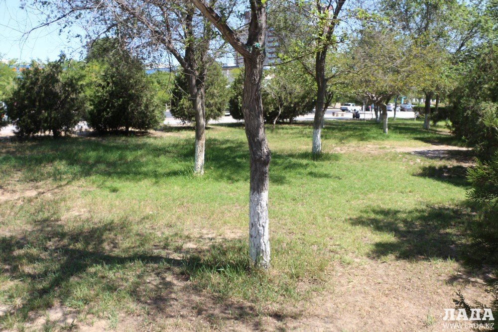 Фоторепортаж: Состояние зеленых насаждений на аллее Победы в Актау