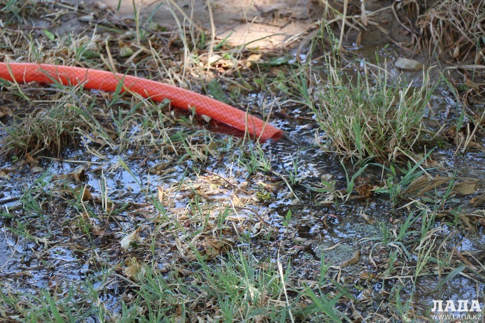 Фоторепортаж: Состояние зеленых насаждений на аллее Победы в Актау