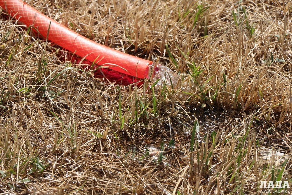 Фоторепортаж: Состояние зеленых насаждений на аллее Победы в Актау