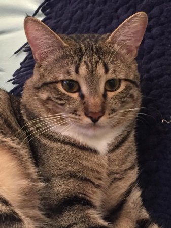 Потерялся кот