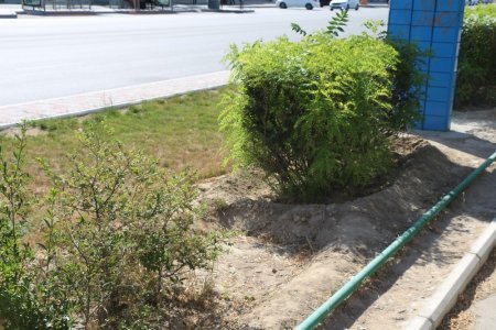 Полив по факту: Исполнение графика полива в Актау 11 июня