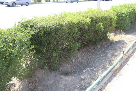 Полив по факту: Исполнение графика полива в Актау 11 июня