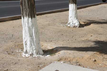 Полив по факту: Исполнение графика полива в Актау 11 июня