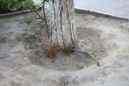 Полив по факту: Исполнение графика полива в Актау 11 июня