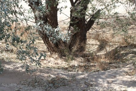 Полив по факту: Исполнение графика полива в Актау 11 июня