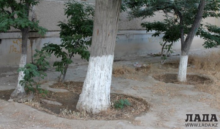 Полив по факту: Исполнение графика полива в Актау 12 июня