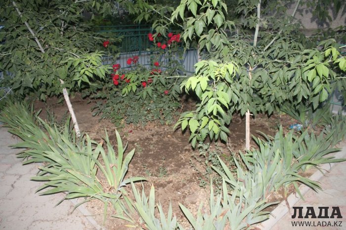 Полив по факту: Исполнение графика полива в Актау 12 июня