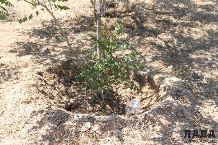 Как происходит полив в парке «Акбота» Актау. Фоторепортаж