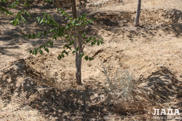 Как происходит полив в парке «Акбота» Актау. Фоторепортаж