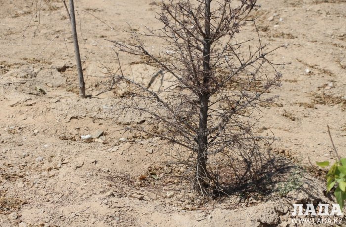 Как происходит полив в парке «Акбота» Актау. Фоторепортаж