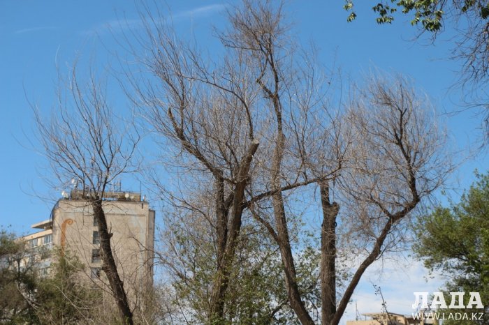 Как происходит полив в парке «Акбота» Актау. Фоторепортаж