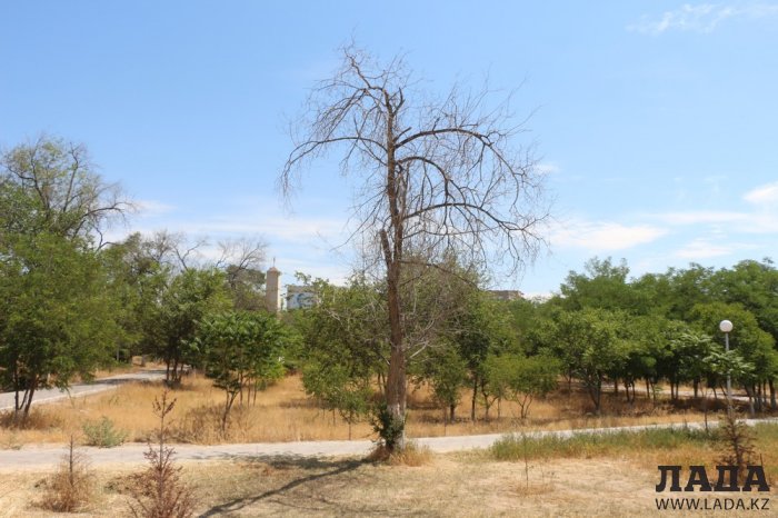 Как происходит полив в парке «Акбота» Актау. Фоторепортаж