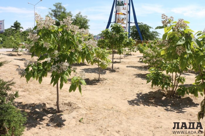 Как происходит полив в парке «Акбота» Актау. Фоторепортаж