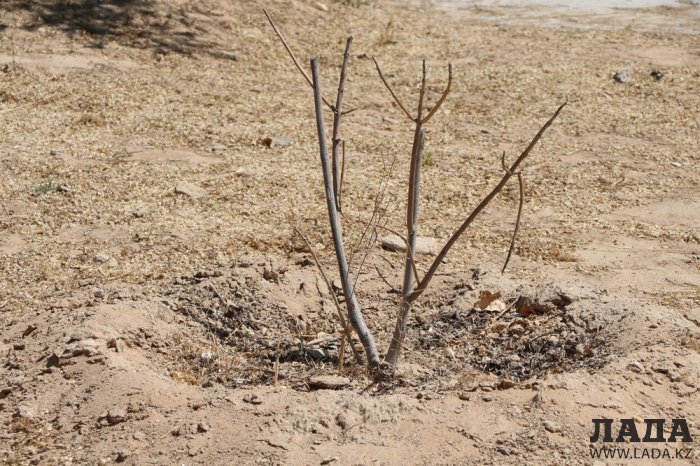 Как происходит полив в парке «Акбота» Актау. Фоторепортаж