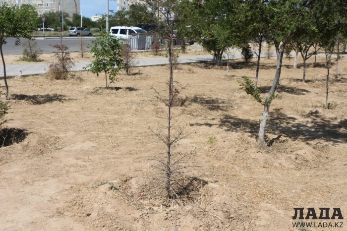 Как происходит полив в парке «Акбота» Актау. Фоторепортаж