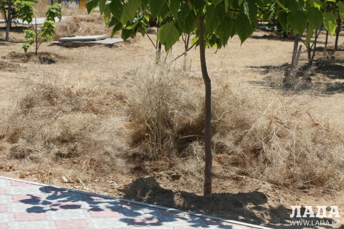 Как происходит полив в парке «Акбота» Актау. Фоторепортаж