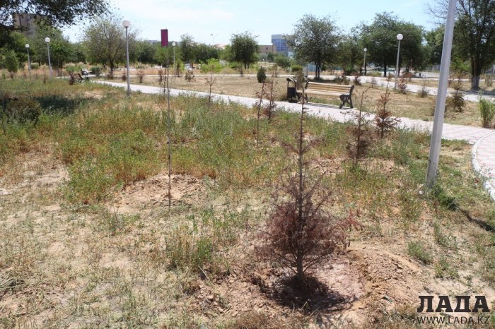 Как происходит полив в парке «Акбота» Актау. Фоторепортаж