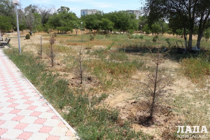 Как происходит полив в парке «Акбота» Актау. Фоторепортаж