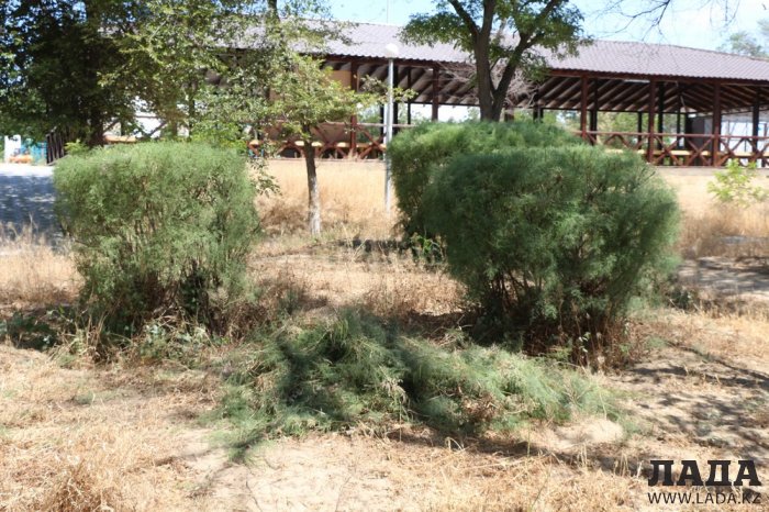 Как происходит полив в парке «Акбота» Актау. Фоторепортаж