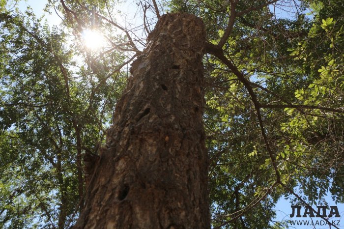 Как происходит полив в парке «Акбота» Актау. Фоторепортаж