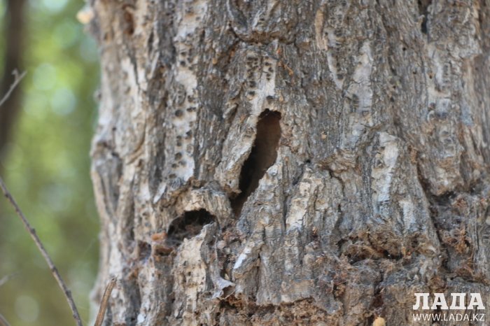 Как происходит полив в парке «Акбота» Актау. Фоторепортаж