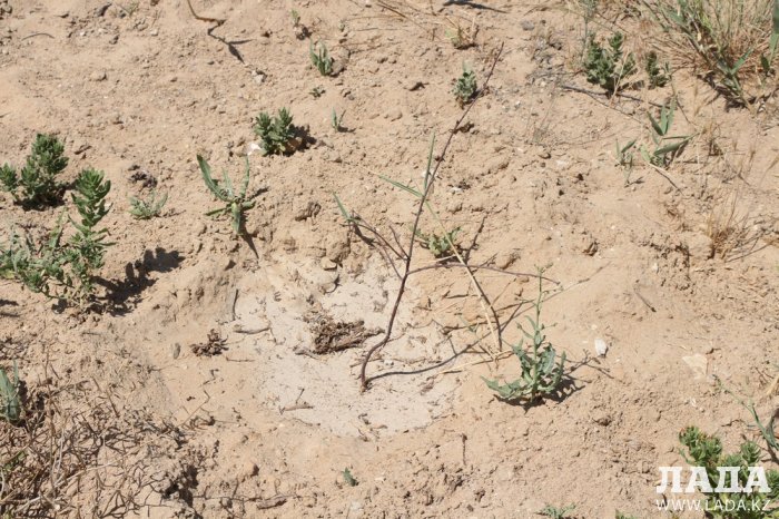 Как происходит полив в парке «Акбота» Актау. Фоторепортаж