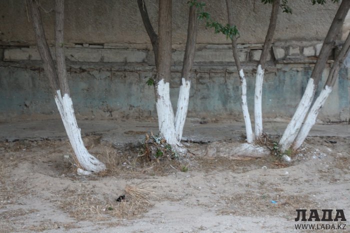 Полив по факту: Исполнение графика полива в Актау 13 июня