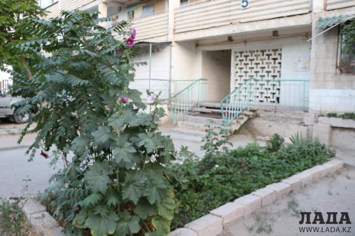 Полив по факту: Исполнение графика полива в Актау 13 июня