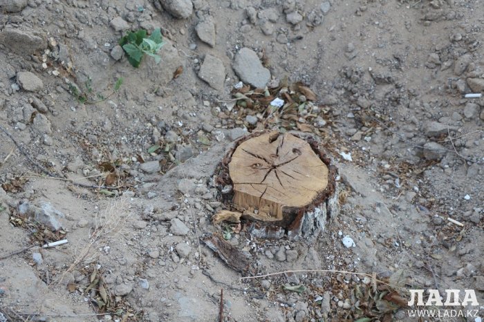 Полив по факту: Исполнение графика полива в Актау 13 июня