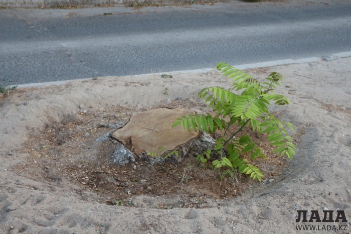 Полив по факту: Исполнение графика полива в Актау 13 июня