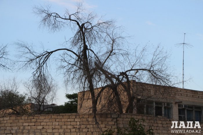 Полив по факту: Исполнение графика полива в Актау 13 июня