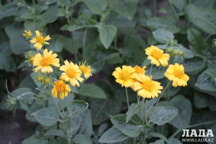 Полив по факту: Исполнение графика полива в Актау 13 июня