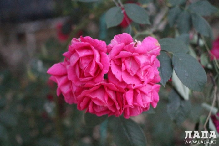 Полив по факту: Исполнение графика полива в Актау 13 июня