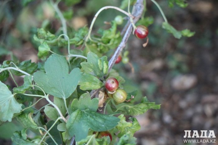 Полив по факту: Исполнение графика полива в Актау 13 июня