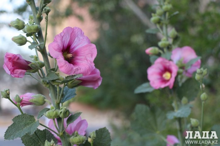 Полив по факту: Исполнение графика полива в Актау 13 июня