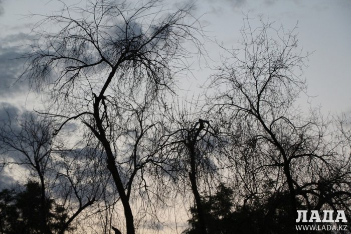 Полив по факту: Исполнение графика полива в Актау 13 июня