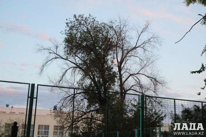 Полив по факту: Исполнение графика полива в Актау 13 июня